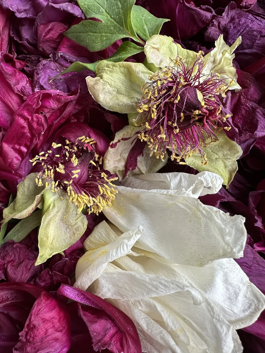 Verborgene Frucht — Arrangements und gefundene Dinge von Ruth Seifert